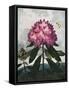 Temple of Flora X-Robert Thornton-Framed Stretched Canvas