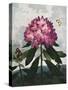 Temple of Flora X-Robert Thornton-Stretched Canvas