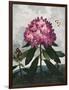 Temple of Flora X-Robert Thornton-Framed Art Print