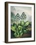 Temple of Flora XI-Robert Thornton-Framed Art Print