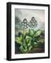 Temple of Flora XI-Robert Thornton-Framed Art Print