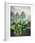 Temple of Flora XI-Robert Thornton-Framed Art Print