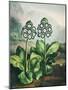 Temple of Flora XI-Robert Thornton-Mounted Art Print