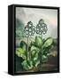 Temple of Flora XI-Robert Thornton-Framed Stretched Canvas