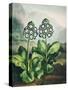 Temple of Flora XI-Robert Thornton-Stretched Canvas