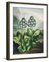 Temple of Flora XI-Robert Thornton-Framed Art Print