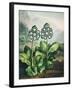 Temple of Flora XI-Robert Thornton-Framed Art Print