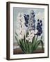 Temple of Flora XII-Robert Thornton-Framed Art Print