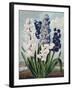 Temple of Flora XII-Robert Thornton-Framed Art Print