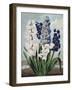 Temple of Flora XII-Robert Thornton-Framed Art Print