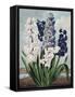 Temple of Flora XII-Robert Thornton-Framed Stretched Canvas