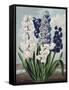 Temple of Flora XII-Robert Thornton-Framed Stretched Canvas