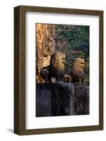 Temple of Prasat Tao Build by King Jayavarman Ii Dated 9th Century, Sambor Prei Kuk-Nathalie Cuvelier-Framed Photographic Print