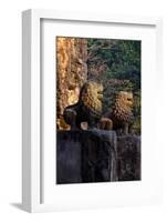 Temple of Prasat Tao Build by King Jayavarman Ii Dated 9th Century, Sambor Prei Kuk-Nathalie Cuvelier-Framed Photographic Print