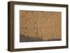 Temple Relief and Hieroglyphics, Karnak, Luxor, Egypt-Peter Adams-Framed Photographic Print