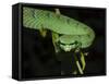 Temple Wagler's Pit Viper Bako National Park, Sarawak, Borneo-Tony Heald-Framed Stretched Canvas