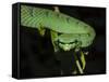 Temple Wagler's Pit Viper Bako National Park, Sarawak, Borneo-Tony Heald-Framed Stretched Canvas