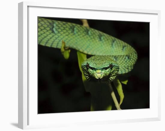 Temple Wagler's Pit Viper Bako National Park, Sarawak, Borneo-Tony Heald-Framed Photographic Print