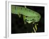 Temple Wagler's Pit Viper Bako National Park, Sarawak, Borneo-Tony Heald-Framed Photographic Print