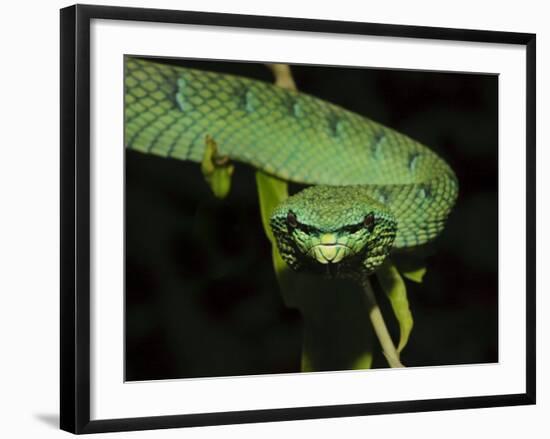 Temple Wagler's Pit Viper Bako National Park, Sarawak, Borneo-Tony Heald-Framed Photographic Print