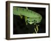 Temple Wagler's Pit Viper Bako National Park, Sarawak, Borneo-Tony Heald-Framed Photographic Print