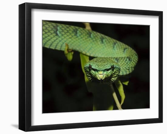 Temple Wagler's Pit Viper Bako National Park, Sarawak, Borneo-Tony Heald-Framed Photographic Print