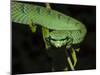 Temple Wagler's Pit Viper Bako National Park, Sarawak, Borneo-Tony Heald-Mounted Photographic Print