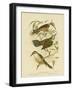 Temporal Pomatorhinus or Gray-Crowned Babbler, 1891-Gracius Broinowski-Framed Giclee Print
