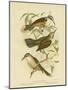Temporal Pomatorhinus or Gray-Crowned Babbler, 1891-Gracius Broinowski-Mounted Giclee Print