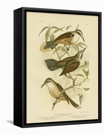 Temporal Pomatorhinus or Gray-Crowned Babbler, 1891-Gracius Broinowski-Framed Stretched Canvas