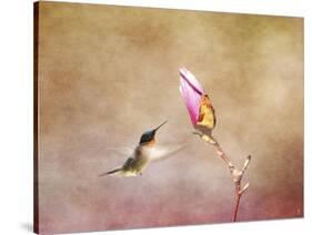 Temptation Hummingbird-Jai Johnson-Stretched Canvas