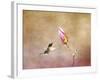 Temptation Hummingbird-Jai Johnson-Framed Giclee Print