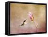 Temptation Hummingbird-Jai Johnson-Framed Stretched Canvas