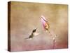 Temptation Hummingbird-Jai Johnson-Stretched Canvas