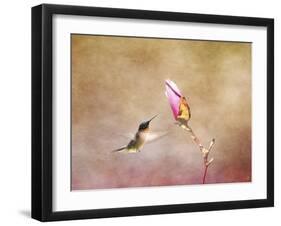 Temptation Hummingbird-Jai Johnson-Framed Giclee Print