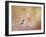 Temptation Hummingbird-Jai Johnson-Framed Giclee Print