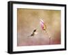 Temptation Hummingbird-Jai Johnson-Framed Giclee Print