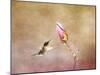 Temptation Hummingbird-Jai Johnson-Mounted Giclee Print