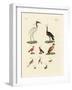 Ten American Birds-null-Framed Giclee Print