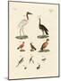 Ten American Birds-null-Mounted Giclee Print