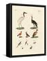 Ten American Birds-null-Framed Stretched Canvas