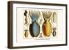 Ten Arm or Tentacle Cephlopods-Albertus Seba-Framed Art Print