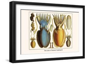 Ten Arm or Tentacle Cephlopods-Albertus Seba-Framed Art Print