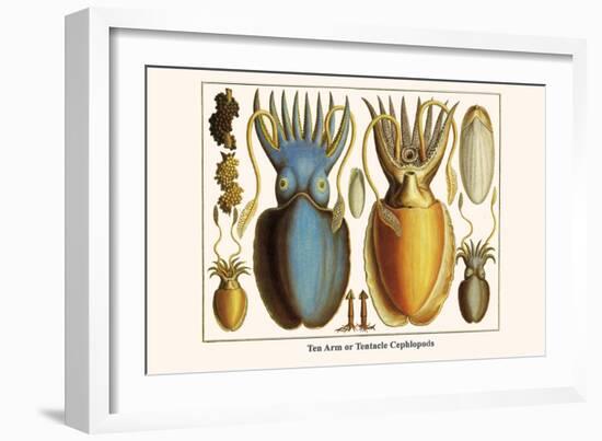 Ten Arm or Tentacle Cephlopods-Albertus Seba-Framed Art Print