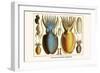 Ten Arm or Tentacle Cephlopods-Albertus Seba-Framed Art Print