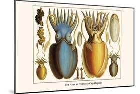 Ten Arm or Tentacle Cephlopods-Albertus Seba-Mounted Art Print