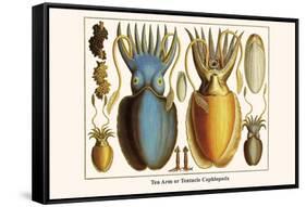 Ten Arm or Tentacle Cephlopods-Albertus Seba-Framed Stretched Canvas