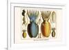 Ten Arm or Tentacle Cephlopods-Albertus Seba-Framed Art Print