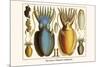 Ten Arm or Tentacle Cephlopods-Albertus Seba-Mounted Art Print