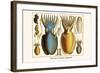 Ten Arm or Tentacle Cephlopods-Albertus Seba-Framed Art Print